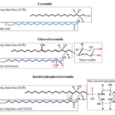 | Kinds and structures of glycosphingolipid in filamentous fungi. (A ...