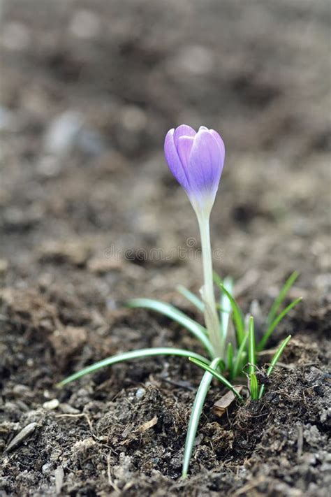 Crocus Vernus, In The Spring After A Rain. Stock Image - Image of ...