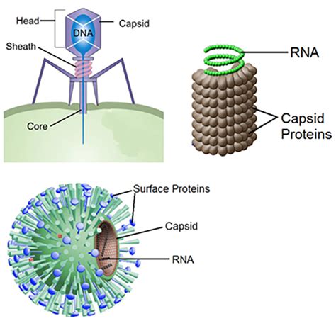 Virus Structure Diagram