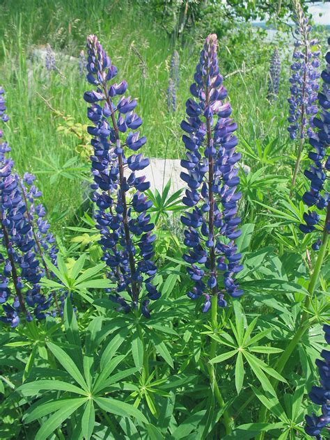 Lupinus polyphyllus (blue lupine): Go Botany