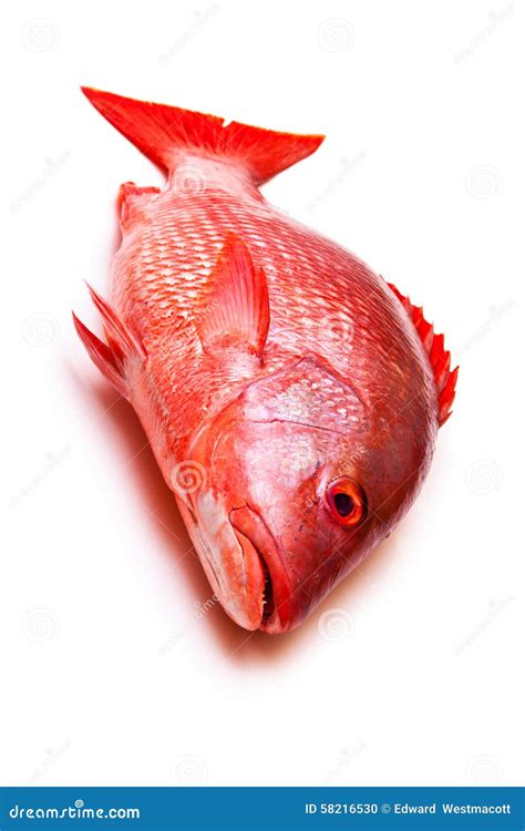 Red Snapper fish stock photo. Image of saltwater, background - 58216530