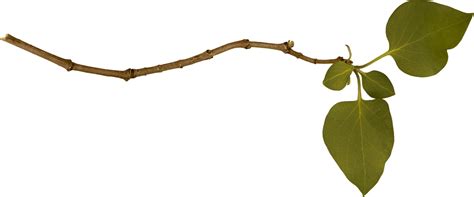 Branch Png Image Transparent HQ PNG Download | FreePNGImg