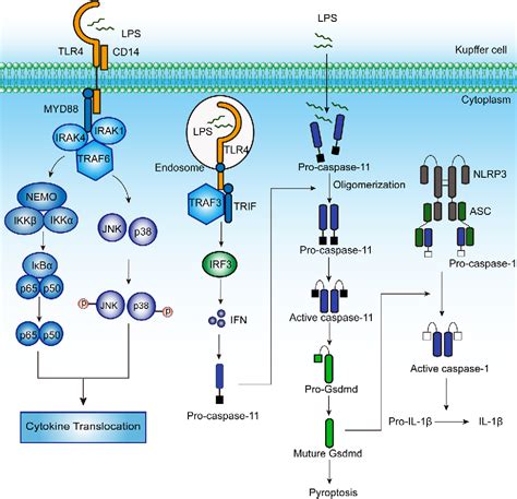 Figure 1 from The role of Kupffer cells in hepatic diseases | Semantic ...