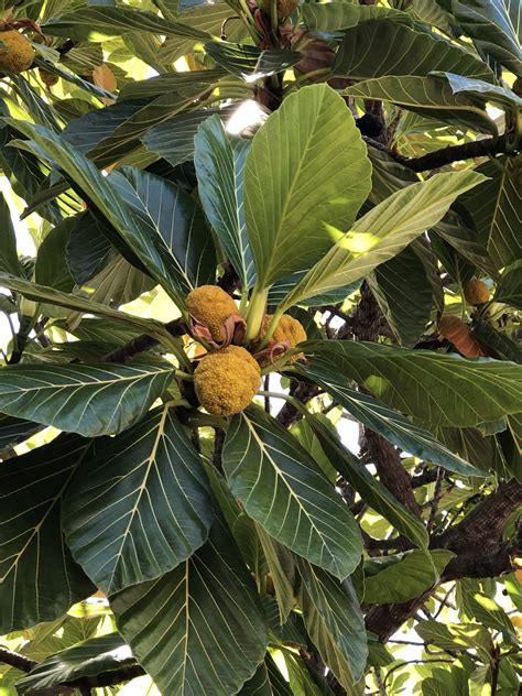 Csavargó Elájulni Lódarázs arbol de la familia de las moraceas funkció ...