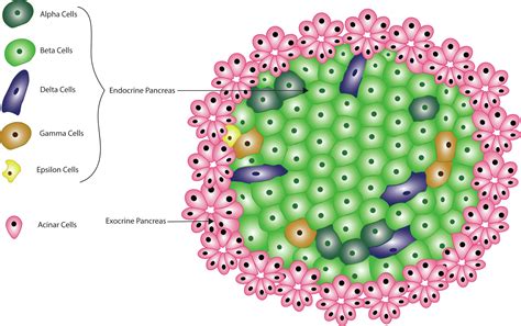 Cell therapy research for Diabetes: Pancreatic β cell differentiation from pluripotent stem ...