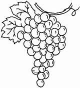 Grapes Coloring Pages  Best For Kids sketch template