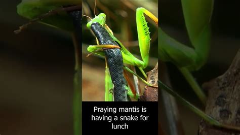 Praying Mantis Eats Snake For Lunch - YouTube