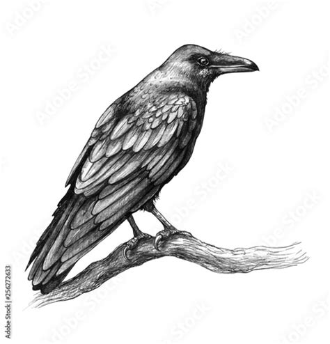 Raven Side View Pencil Drawing Stock Illustration | Adobe Stock