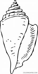 Shell Shells Coloring Seashell Outline Pages Colouring Printable Sea  sketch template