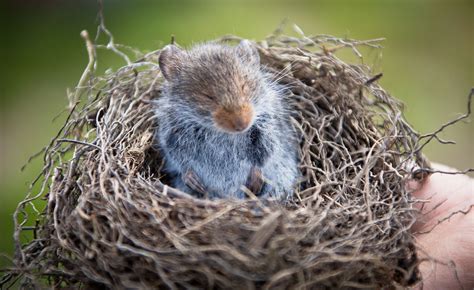 Meditating Mouse Nest - Andes