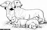 Cute Little Dachshund Coloring Page Download Print Or  Vrogueco sketch template