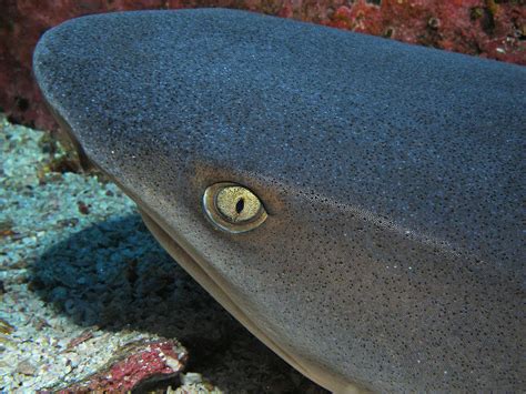 White Tip Reef Shark Eye Photograph by Brent Barnes