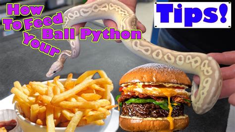 Ball Python Feeding Tips! - YouTube