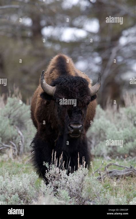 Bull Bison, Bison, Buffalo, Bison bison, Yellowstone, Yellowstone ...