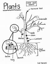 PRINTABLE PAGE  Have Fun With botany Using This Printable page sketch template
