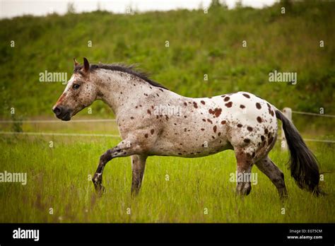 POA, Pony of the Americas, red roan horse colour with large spots, stud on a meadow Stock Photo ...