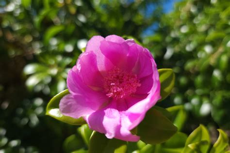 The Bayahibe Rose—More Than A Flower, A National Treasure | Blog ...