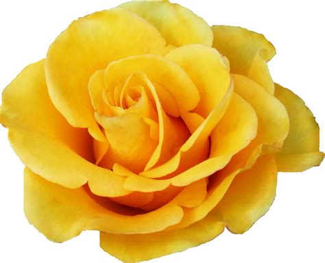 6 Yellow Rose (PNG Transparent) | OnlyGFX.com