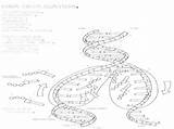 Dna Replication Coloring Worksheet Pdf Answer Key sketch template