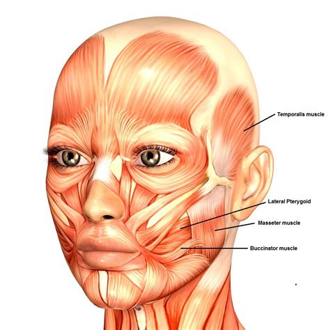 Jaw Muscles - Liesl Frank Holistic Kinesiology