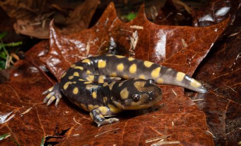 Ambystoma | Flickr