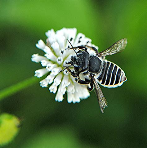 Black and white striped Leafcutter Bee on white Alligator … | Flickr