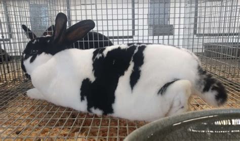 Checkered Giant Rabbit – Breed Rabbits