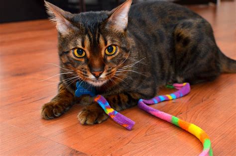 Copper the Bengal Cat | Francis Luong | Flickr