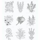 Printable Botanical Coloring Pages Botany Guide And Workbook  Etsy sketch template