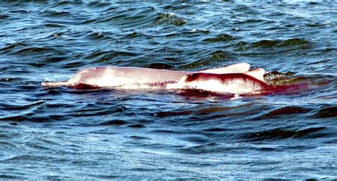 Atlantic Humpback Dolphin – "OCEAN TREASURES" Memorial Library