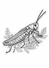 Locust Coloring Drawing Printable Print Colouring Getdrawings Insects  sketch template
