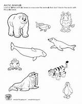Arctic Coloring Sheets Pages sketch template