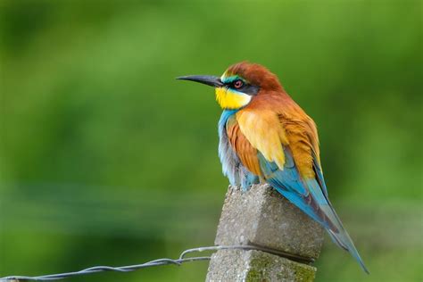 European Bee-eater - BirdLife Cyprus