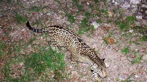 Jaguars In Arizona - jaguars Archives - Animal Fact Guide : By demetrius harvey july 23 / new.