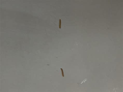 Pantry Moth Larvae On Ceiling