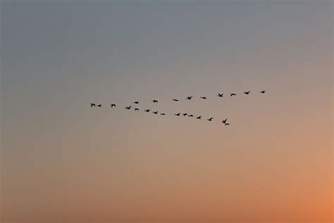 Free stock photo of bird formation, composition, sunset