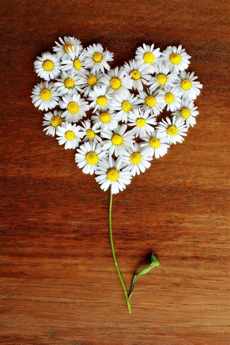 Free photo: Daisy, Heart, Daisy Heart, Love - Free Image on Pixabay ...