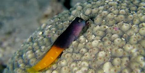 Blenny | Fish Breeds – Information and pictures of saltwater and fresh ...