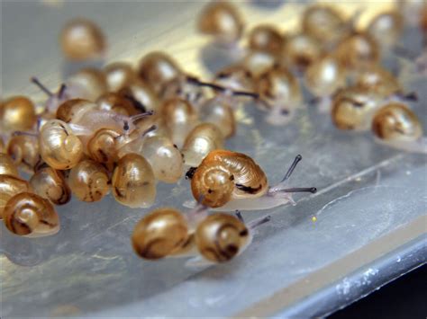 How To Hatch Snail Eggs? | Jiji Blog