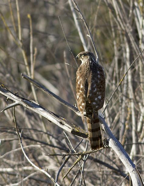 Sharp Shinned Hawk (juvenile) | BirdForum