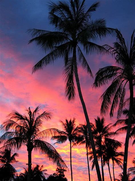 Palm Trees in the Sunset, Koh Samui