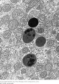 De Histology: Lysosomes