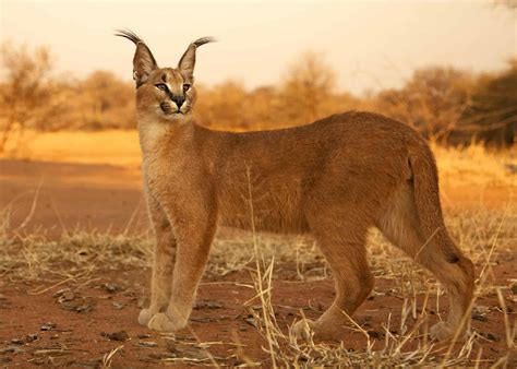 Caracal Cat Prices in 2023: Purchase Cost, Vet Bills, & Other Costs - AZ Animals