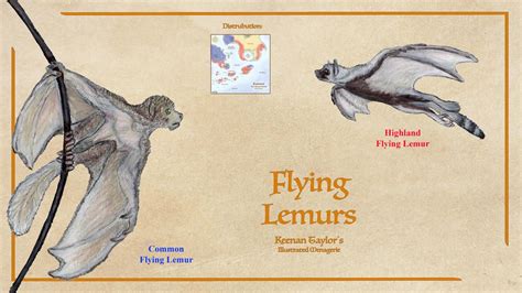 Flying Lemurs by IllustratedMenagerie on DeviantArt in 2022 | Mythical monsters, Creature art ...