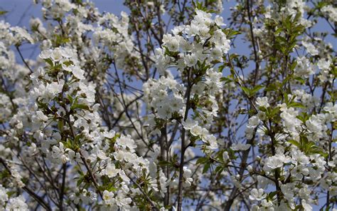 Sour cherry tree in the spring wallpaper - Flower wallpapers - #30450