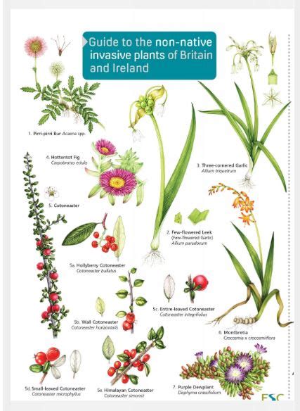 FSC Invasive Species Chart - Lizzie Harper