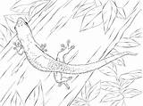 Madagascar Day Gecko Coloring Page  Free Printable Pages For Kids sketch template