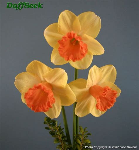 SPRING BOUQUET | Daffodils, Daffodil bouquet, Beautiful flowers