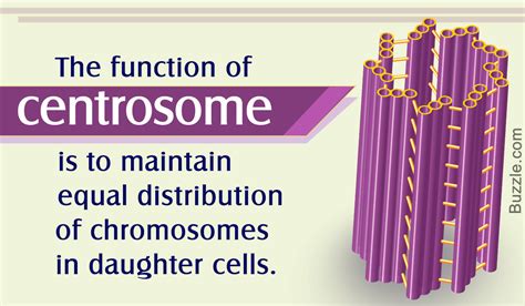 The Major Functions of a Centrosome and its Role in Cell Division - Biology Wise