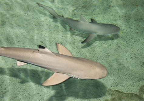 Behind the Glass: Introducing Baby Sharks